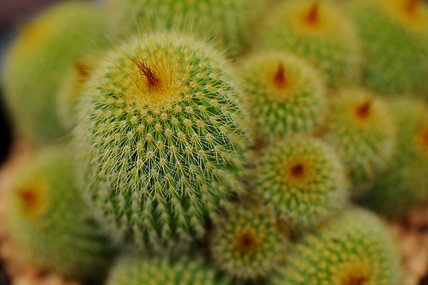 포토 JPG 주간 식물 백그라운드 자연 선인장 근접촬영 사람없음 야외 아웃포커스 초록색 다육식물 선인장가시 트로피컬아트 국내포토 자연요소 뷰포인트 컬러 촬영기법 그림 생태계 파일형식