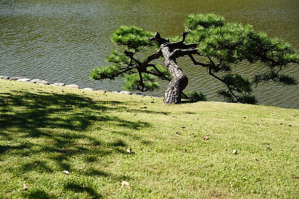 포토 JPG 주간 나무 자연 그림자 풍경 잔디 사람없음 야외 일본 연못 소나무 도쿄 국내포토 자연요소 식물 아시아 생태계 파일형식