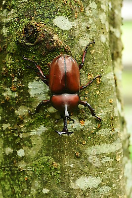 포토 JPG 주간 나무 동물 한마리 곤충 자연 근접촬영 사람없음 야외 딱정벌레 국내포토 자연요소 식물 1 뷰포인트 생태계 파일형식