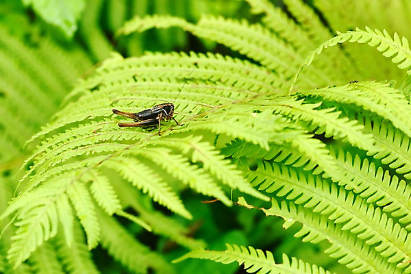 포토 JPG 주간 식물 동물 한마리 곤충 잎 자연 사람없음 야외 아웃포커스 초록색 귀뚜라미 국내포토 자연요소 1 컬러 촬영기법 생태계 파일형식