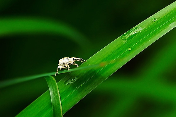 포토 JPG 주간 동물 한마리 곤충 자연 근접촬영 사람없음 야외 아웃포커스 물방울 풀잎 국내포토 자연요소 1 뷰포인트 잎 촬영기법 풀_식물 생태계 파일형식