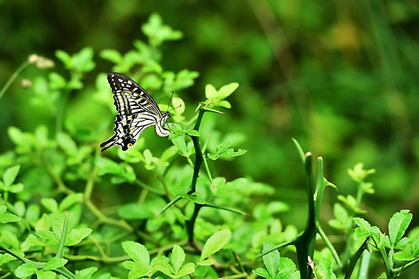포토 JPG 주간 식물 동물 한마리 나비 곤충 잎 자연 사람없음 야외 아웃포커스 국내포토 자연요소 1 촬영기법 생태계 파일형식