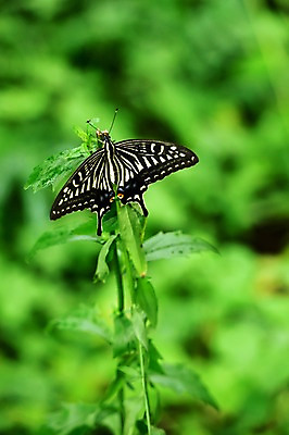 포토 JPG 주간 식물 동물 한마리 나비 곤충 잎 자연 사람없음 야외 아웃포커스 국내포토 자연요소 1 촬영기법 생태계 파일형식