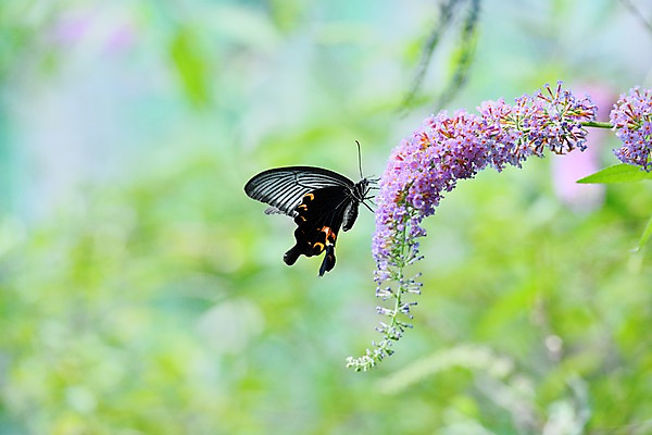 포토 JPG 주간 식물 동물 한마리 꽃 나비 곤충 자연 사람없음 야외 아웃포커스 국내포토 자연요소 1 촬영기법 생태계 파일형식