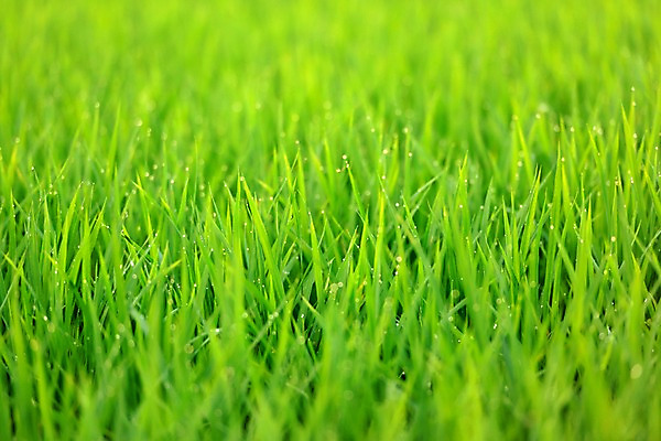 포토 JPG 주간 백그라운드 자연 초원 사람없음 야외 아웃포커스 초록색 국내포토 자연요소 컬러 촬영기법 생태계 파일형식