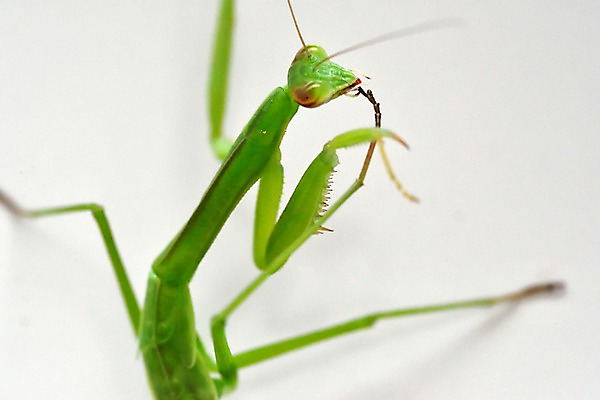 포토 JPG 동물 한마리 곤충 자연 실내 근접촬영 사람없음 아웃포커스 사마귀 국내포토 1 뷰포인트 촬영기법 내부 생태계 파일형식