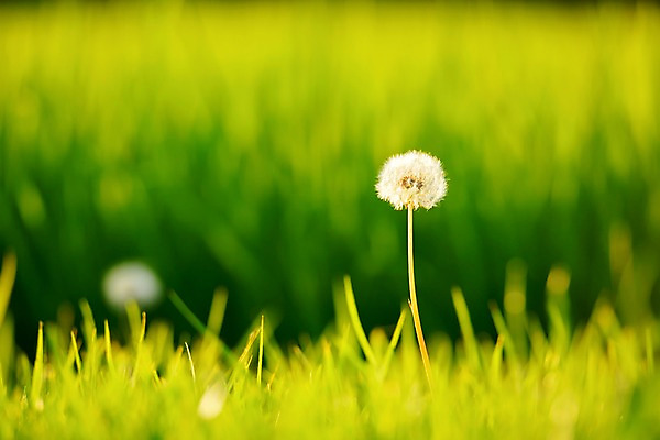 포토 JPG 주간 식물 꽃 자연 씨앗 초원 사람없음 야외 아웃포커스 민들레홀씨 국내포토 자연요소 촬영기법 민들레 생태계 파일형식