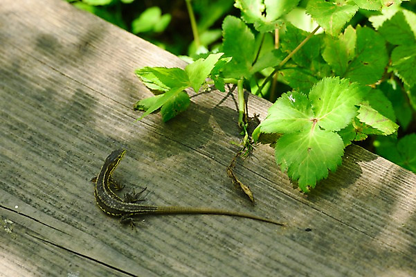 포토 JPG 주간 동물 한마리 야생동물 잎 자연 사람없음 야외 도마뱀 국내포토 자연요소 식물 1 파충류 생태계 파일형식