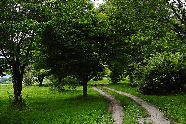 포토 JPG 주간 나무 자연 풍경 잔디 사람없음 야외 초록색 일본 숲 숲길 국내포토 자연요소 식물 아시아 길 컬러 생태계 파일형식