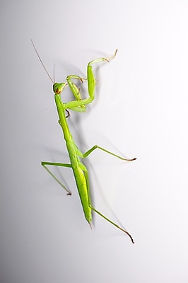 포토 JPG 동물 한마리 곤충 자연 실내 사람없음 사마귀 국내포토 1 내부 생태계 파일형식