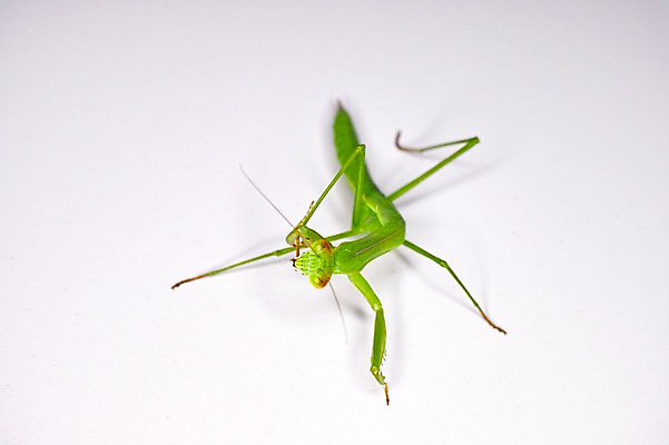 포토 JPG 동물 한마리 곤충 자연 실내 사람없음 사마귀 국내포토 1 내부 생태계 파일형식