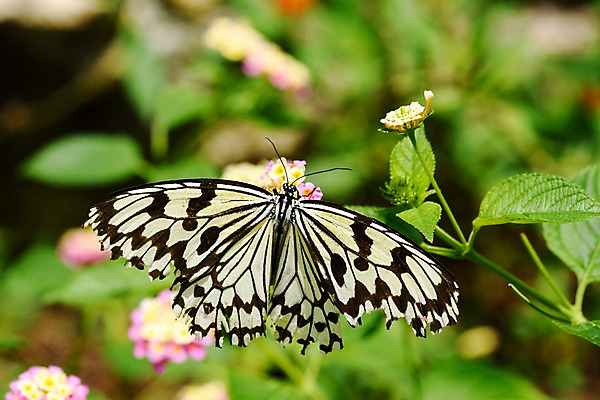 포토 JPG 주간 식물 동물 한마리 꽃 나비 곤충 잎 자연 근접촬영 사람없음 야외 아웃포커스 국내포토 자연요소 1 뷰포인트 촬영기법 생태계 파일형식