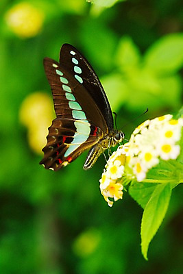 포토 JPG 주간 식물 동물 한마리 꽃 나비 곤충 잎 자연 근접촬영 사람없음 야외 아웃포커스 국내포토 자연요소 1 뷰포인트 촬영기법 생태계 파일형식