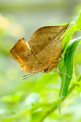 포토 JPG 주간 식물 동물 한마리 나비 곤충 잎 자연 나뭇잎 근접촬영 사람없음 야외 아웃포커스 보호색 국내포토 자연요소 1 뷰포인트 컬러 촬영기법 생태계 파일형식
