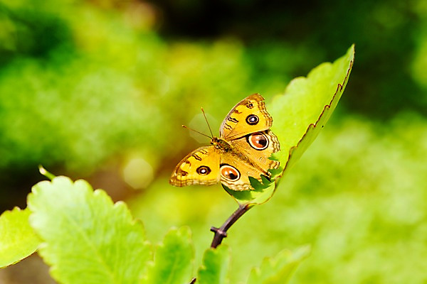 포토 JPG 주간 식물 동물 한마리 나비 곤충 잎 자연 근접촬영 사람없음 야외 아웃포커스 국내포토 자연요소 1 뷰포인트 촬영기법 생태계 파일형식