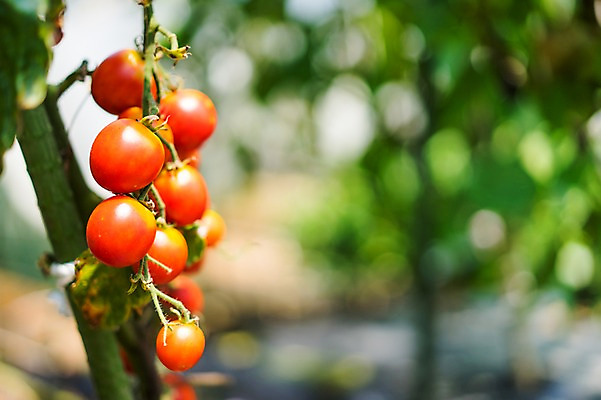 포토 JPG 주간 열매 채소 방울토마토 자연 사람없음 야외 아웃포커스 농작물 농사 국내포토 자연요소 식물 농업 토마토 촬영기법 생태계 파일형식