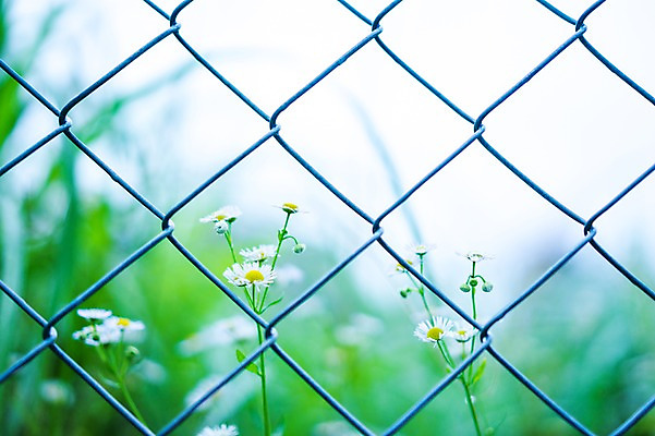 포토 JPG 주간 식물 꽃 자연 사람없음 야외 아웃포커스 철조망 개망초 국내포토 자연요소 촬영기법 생태계 파일형식
