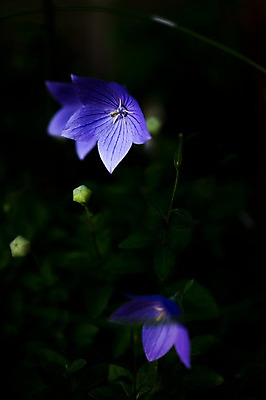 포토 JPG 식물 자연 사람없음 야외 보라색 도라지꽃 국내포토 꽃 컬러 생태계 파일형식