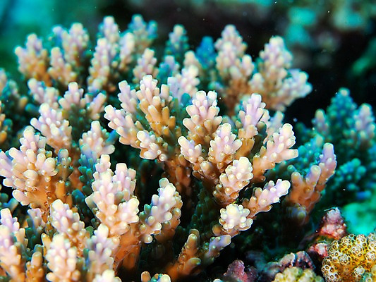 포토 JPG 동물 바다 자연 풍경 근접촬영 사람없음 바닷속 수중 수중동물 산호 수중사진 국내포토 뷰포인트 자포동물 생태계 파일형식