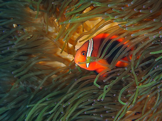 포토 JPG 동물 한마리 바다 자연 어류 풍경 근접촬영 사람없음 바닷속 수중 수중동물 산호 열대어 촉수 수중사진 국내포토 1 뷰포인트 자포동물 생태계 파일형식