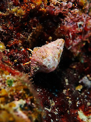 포토 JPG 동물 한마리 바다 자연 풍경 근접촬영 사람없음 바닷속 수중 수중동물 소라 소라게 수중사진 국내포토 1 뷰포인트 어패류 게 생태계 파일형식