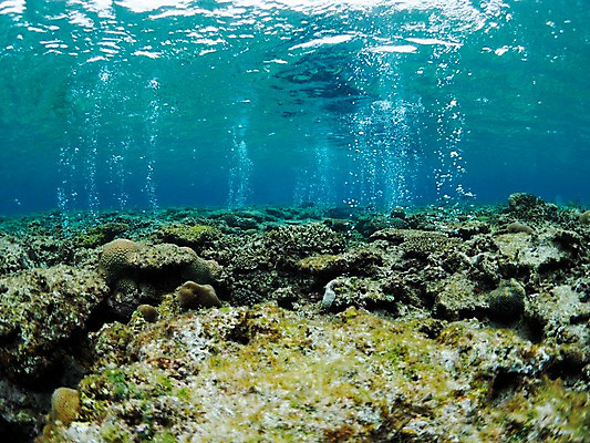 포토 JPG 바다 자연 풍경 사람없음 바닷속 수중 바위 물기포 수중사진 국내포토 돌_바위 생태계 파일형식