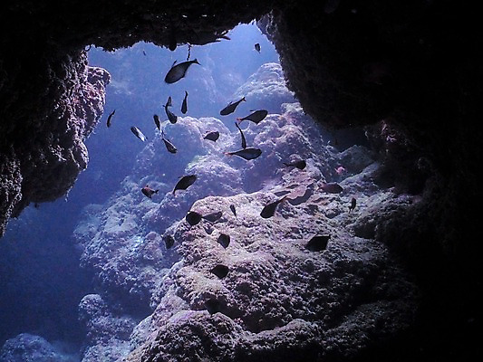 포토 JPG 동물 바다 여러마리 자연 어류 풍경 사람없음 바닷속 수중 수중동물 바위 동굴 수중동굴 수중사진 국내포토 다수 돌_바위 생태계 파일형식