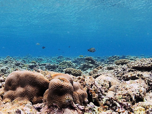 포토 JPG 동물 바다 여러마리 자연 어류 풍경 사람없음 바닷속 수중 수중동물 바위 수중사진 국내포토 다수 돌_바위 생태계 파일형식