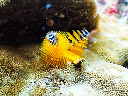 포토 JPG 동물 바다 자연 풍경 근접촬영 사람없음 바닷속 수중 수중동물 수중사진 국내포토 뷰포인트 생태계 파일형식