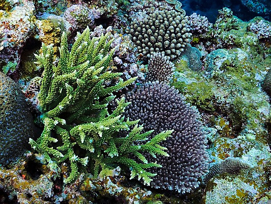 포토 JPG 동물 바다 자연 풍경 사람없음 바닷속 수중 수중동물 산호 수중사진 국내포토 자포동물 생태계 파일형식