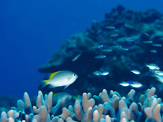 포토 JPG 동물 바다 여러마리 자연 어류 풍경 사람없음 바닷속 수중 수중동물 산호 열대어 수중사진 국내포토 다수 자포동물 생태계 파일형식