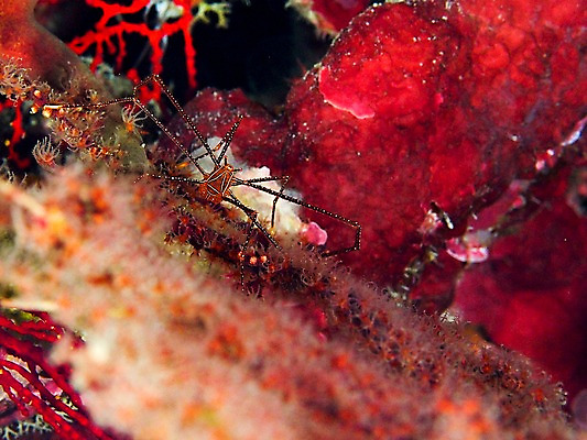 포토 JPG 동물 바다 자연 풍경 근접촬영 사람없음 바닷속 수중 수중동물 산호 수중사진 국내포토 뷰포인트 자포동물 생태계 파일형식