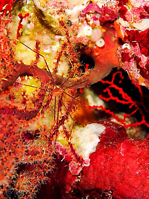 포토 JPG 동물 바다 자연 풍경 근접촬영 사람없음 바닷속 수중 수중동물 산호 수중사진 국내포토 뷰포인트 자포동물 생태계 파일형식