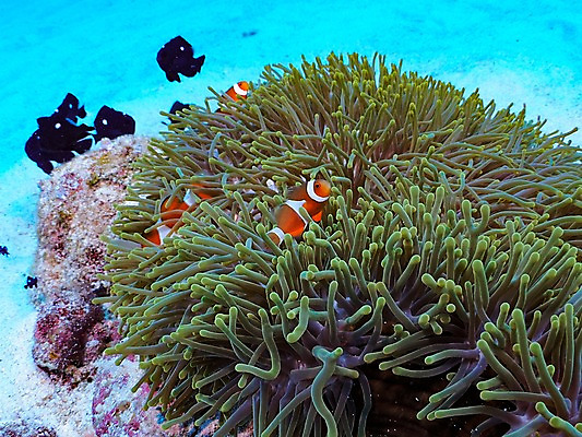 포토 JPG 동물 바다 여러마리 자연 어류 풍경 사람없음 바닷속 수중 수중동물 산호 열대어 촉수 수중사진 국내포토 다수 자포동물 생태계 파일형식