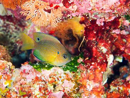 포토 JPG 동물 한마리 바다 자연 어류 풍경 근접촬영 사람없음 바닷속 수중 수중동물 열대어 수중사진 국내포토 1 뷰포인트 생태계 파일형식
