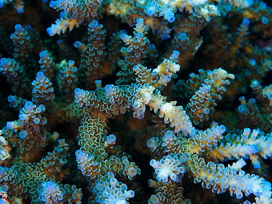 포토 JPG 동물 바다 백그라운드 자연 풍경 사람없음 바닷속 수중 수중동물 산호 촉수 말미잘 수중사진 국내포토 자포동물 생태계 파일형식