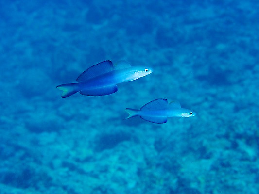 포토 JPG 동물 바다 두마리 자연 어류 풍경 사람없음 바닷속 수중 수중동물 수중사진 국내포토 2 생태계 파일형식