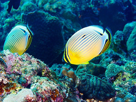 포토 JPG 동물 바다 두마리 자연 어류 풍경 사람없음 바닷속 수중 수중동물 열대어 수중사진 국내포토 2 생태계 파일형식