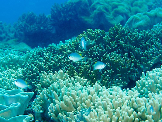 포토 JPG 동물 바다 여러마리 자연 어류 사람없음 바닷속 수중 수중동물 산호 수중사진 국내포토 다수 자포동물 생태계 파일형식