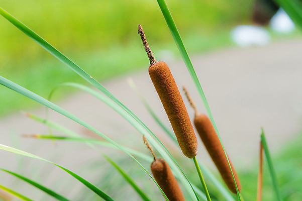 포토 JPG 주간 식물 자연 사람없음 야외 아웃포커스 풀 부들 국내포토 자연요소 촬영기법 생태계 파일형식