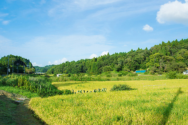 포토 JPG 주간 나무 구름 자연 하늘 논 풍경 초원 사람없음 야외 농경지 일본 농촌 숲 국내포토 자연요소 식물 아시아 농업 농장 시골 생태계 파일형식