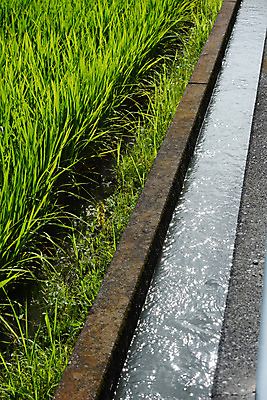 포토 JPG 주간 식물 자연 논 사람없음 야외 물 농경지 농사 벼 농촌 풀 수로 국내포토 자연요소 농업 곡류 농장 시골 생태계 파일형식