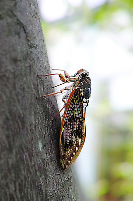 포토 JPG 주간 나무 동물 한마리 곤충 자연 근접촬영 사람없음 야외 아웃포커스 매미 국내포토 자연요소 식물 1 뷰포인트 촬영기법 생태계 파일형식