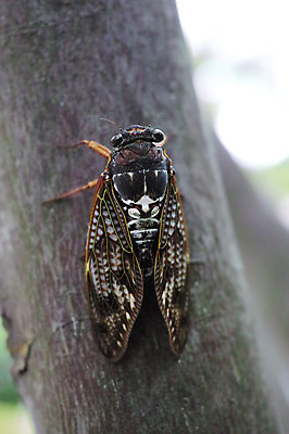 포토 JPG 주간 나무 동물 한마리 곤충 자연 근접촬영 사람없음 야외 아웃포커스 매미 국내포토 자연요소 식물 1 뷰포인트 촬영기법 생태계 파일형식