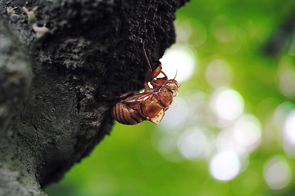 포토 JPG 주간 나무 동물 한마리 곤충 자연 근접촬영 사람없음 야외 아웃포커스 국내포토 자연요소 식물 1 뷰포인트 촬영기법 생태계 파일형식