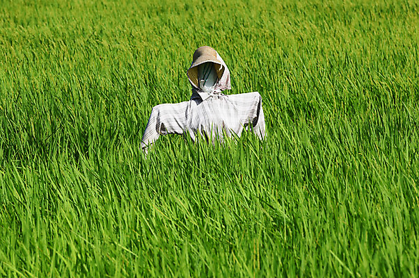 포토 JPG 주간 자연 논 풍경 초원 사람없음 야외 농경지 농사 일본 허수아비 국내포토 자연요소 아시아 농업 농장 생태계 파일형식