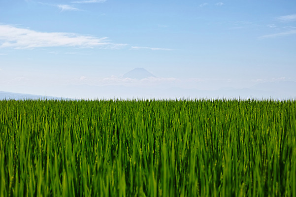 포토 JPG 주간 구름 자연 하늘 산 풍경 초원 사람없음 야외 일본 풀 국내포토 자연요소 식물 아시아 생태계 파일형식