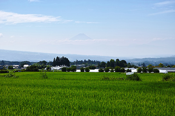 포토 JPG 주간 나무 구름 자연 하늘 산 풍경 초원 사람없음 야외 농경지 일본 농촌 국내포토 자연요소 식물 아시아 농장 시골 생태계 파일형식