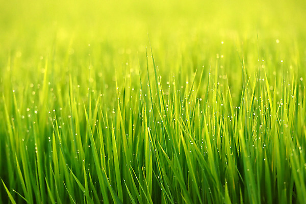 포토 JPG 주간 백그라운드 자연 풍경 초원 사람없음 야외 아웃포커스 초록색 일본 물방울 풀 국내포토 자연요소 식물 아시아 컬러 촬영기법 생태계 파일형식