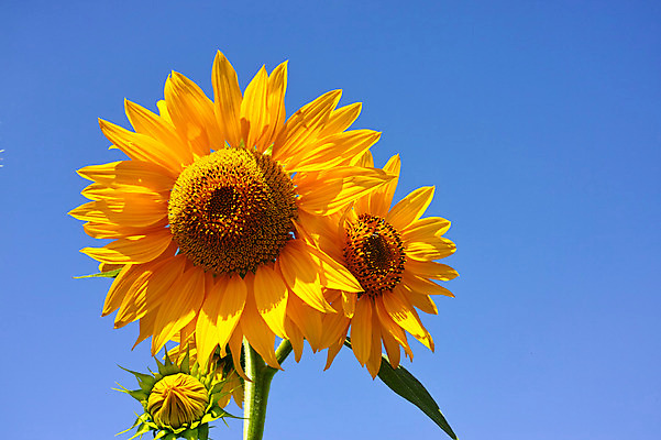 포토 JPG 주간 식물 꽃 자연 하늘 해바라기 풍경 사람없음 야외 노란색 국내포토 자연요소 컬러 생태계 파일형식